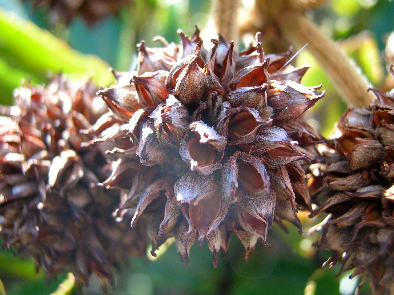 Pancheria mcphersonii fruit
