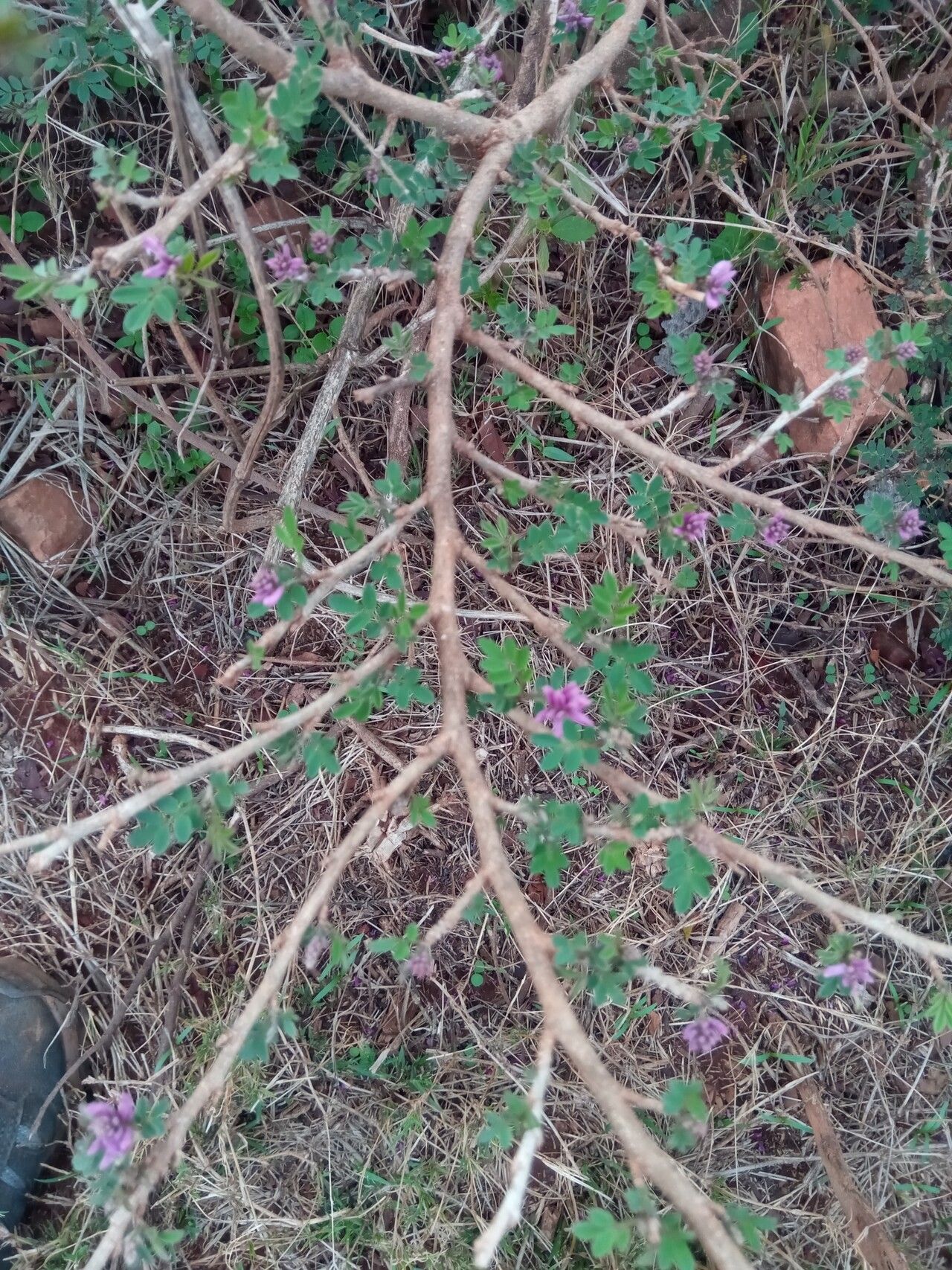 Indigofera leucoclada — search result for 'Indigofera'