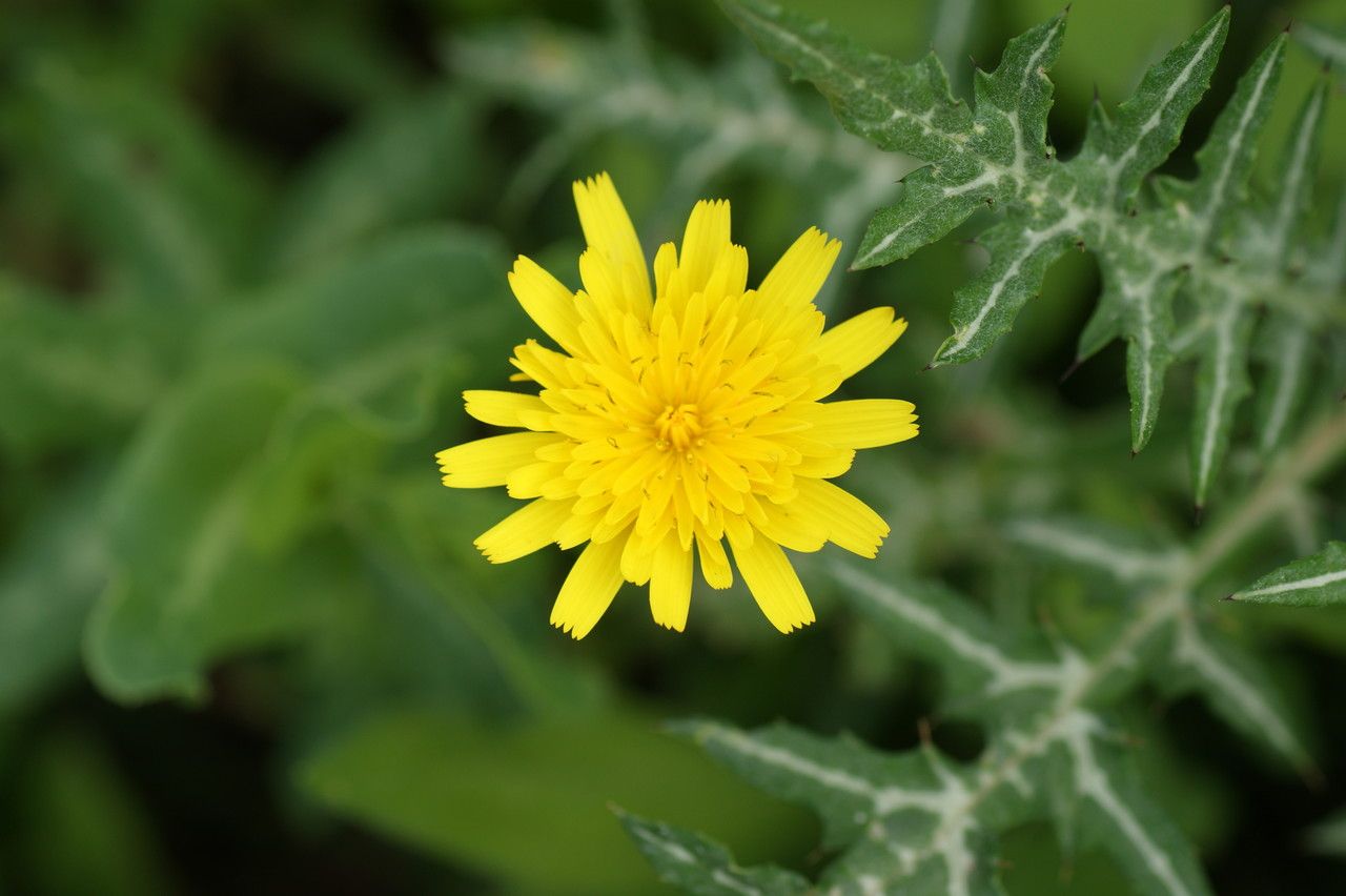Crepis commutata flower