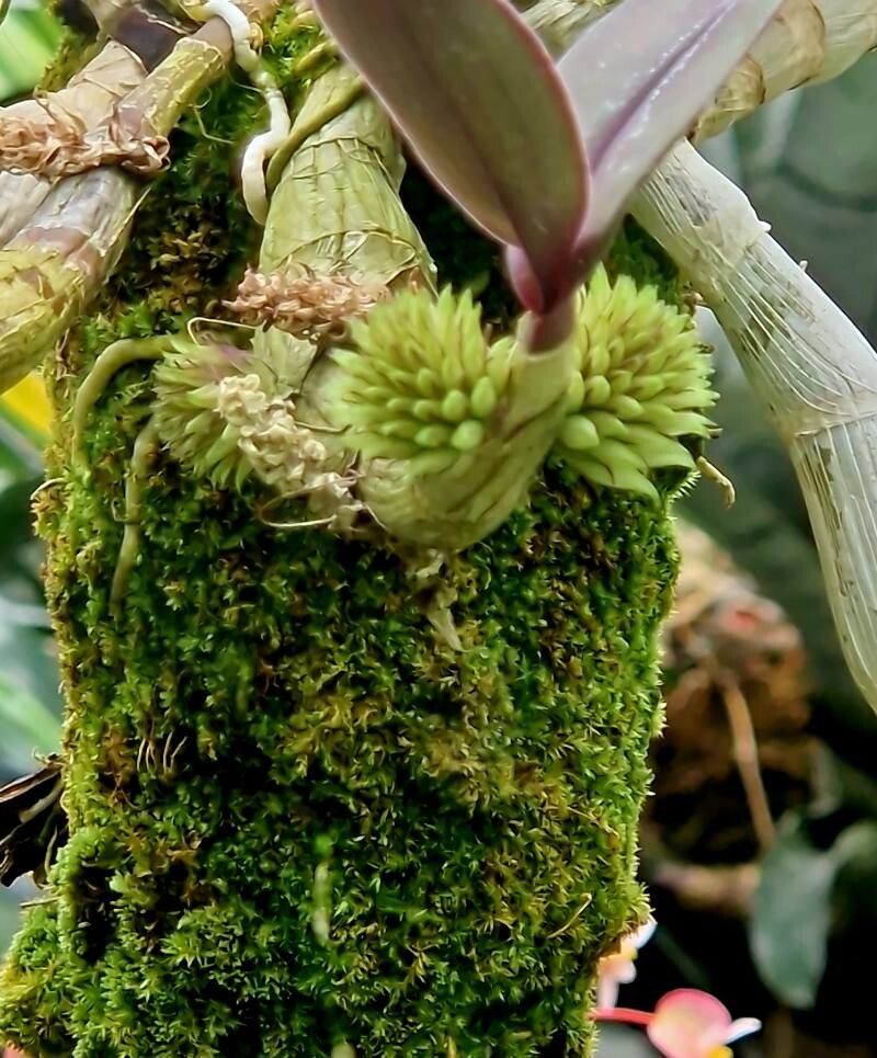 Dendrobium capituliflorum habit