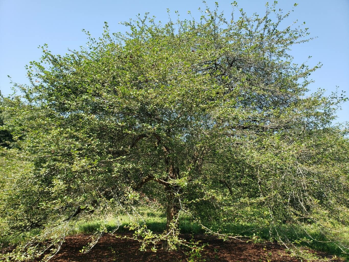 Crataegus collina habit