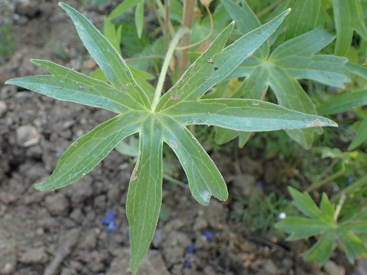 Delphinium staphisagria — search result for 'Delphinium'