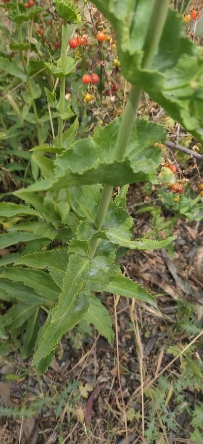 Penstemon spectabilis leaf