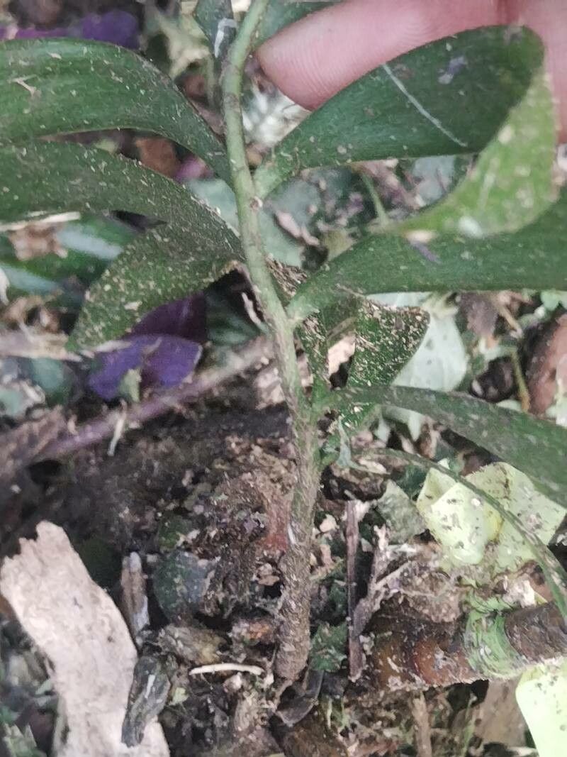 Ceratozamia hondurensis leaf