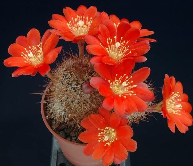 Aylostera kupperiana flower