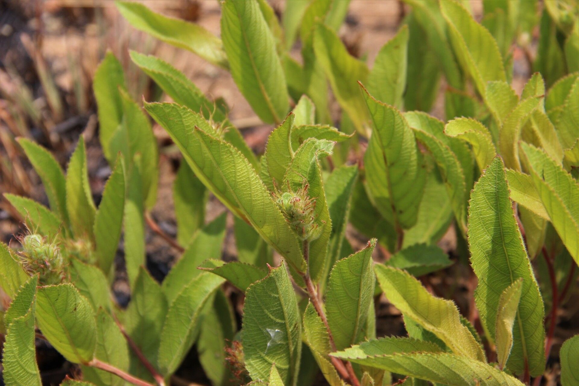 Acalypha polymorpha leaf