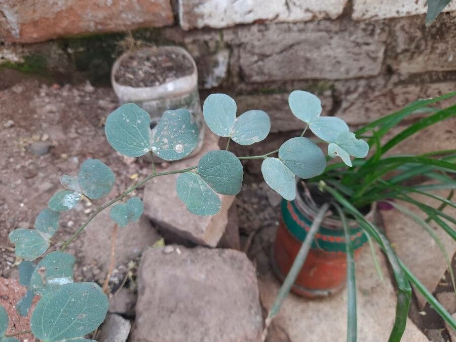 Bauhinia racemosa — search result for 'Bauhinia'