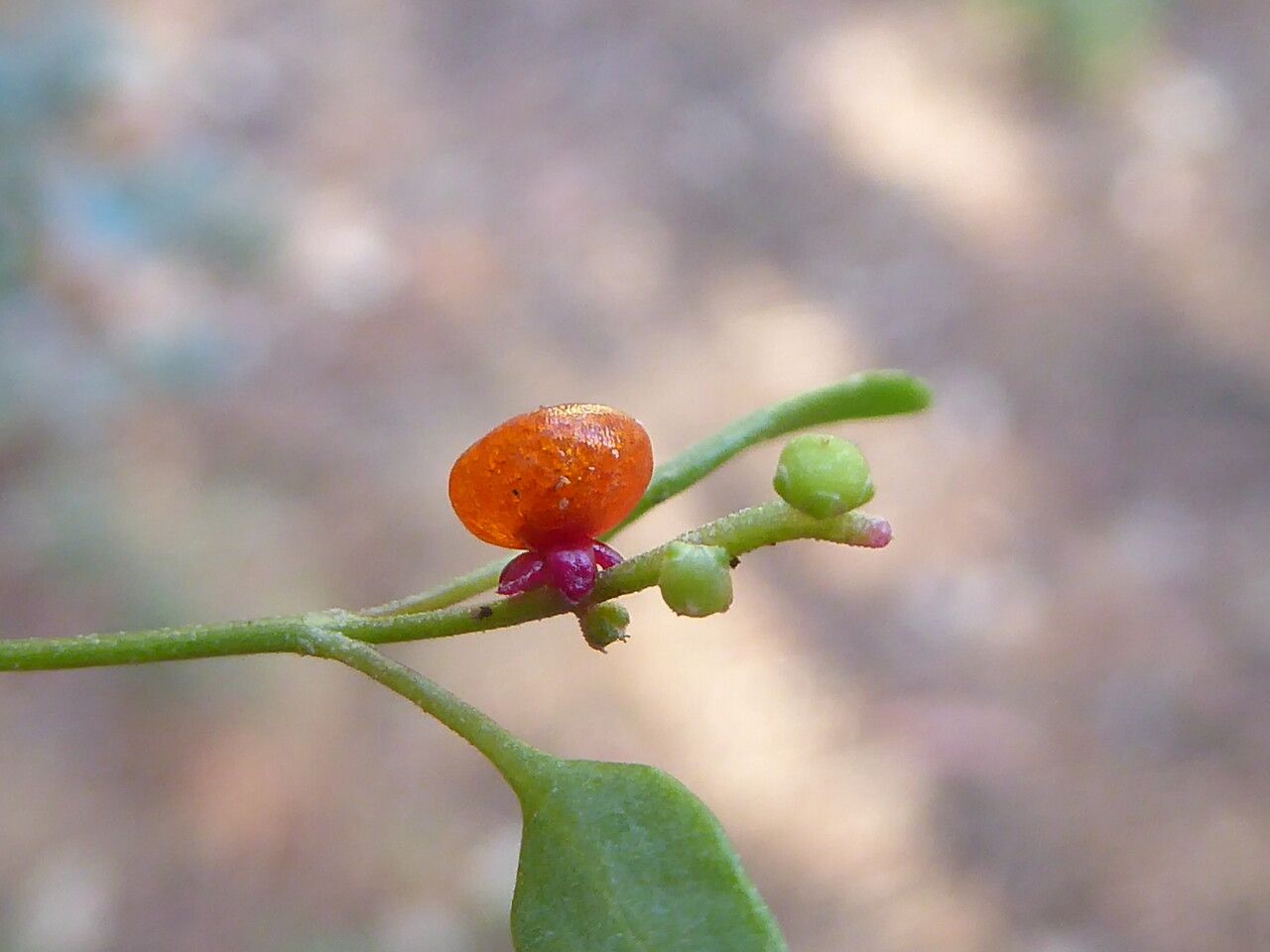 Einadia nutans fruit