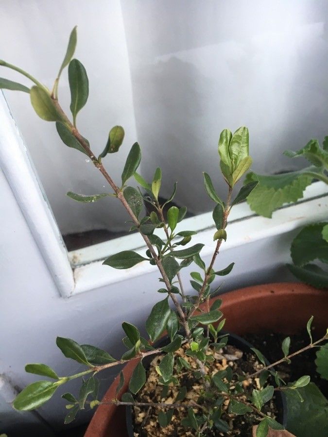 Atractocarpus platyxylon leaf