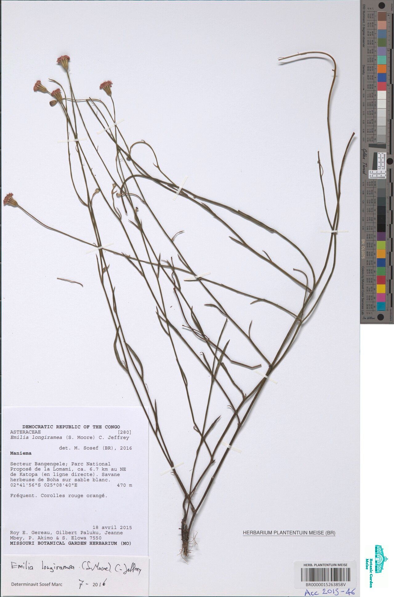 Emilia longiramea — search result for 'Emilia'