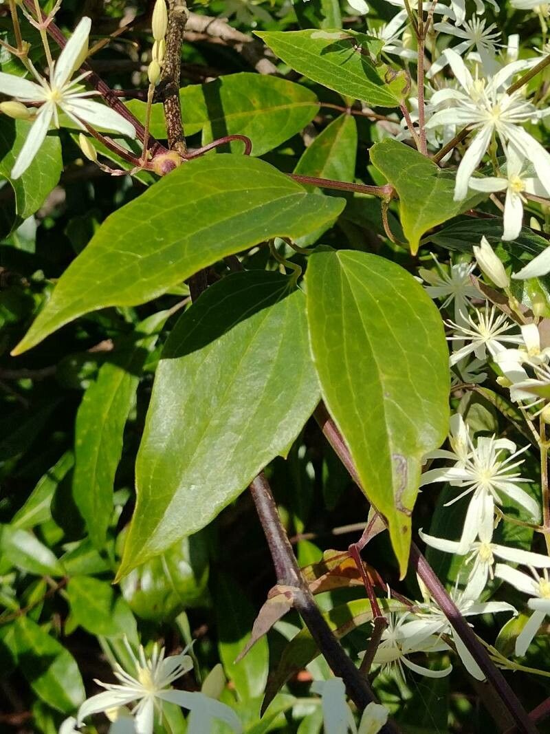 Clematis glycinoides — search result for 'Clematis'