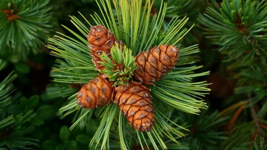 Pinus albicaulis fruit
