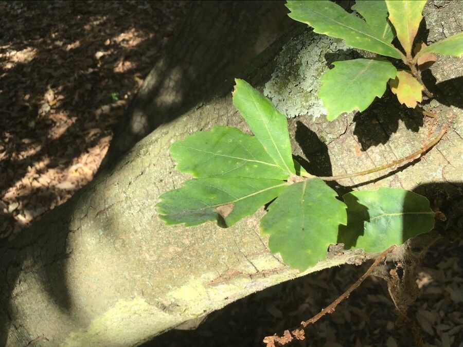 Quercus × hispanica — search result for 'Fagaceae'