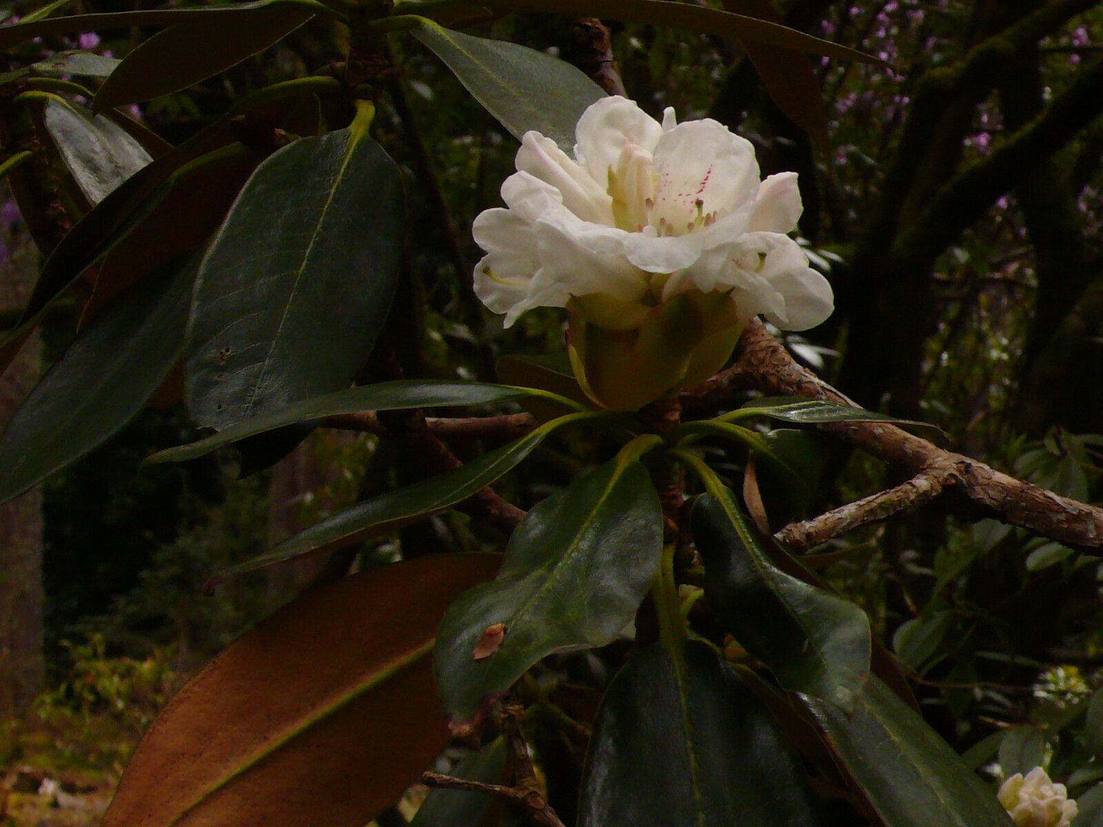 Rhododendron sphaeroblastum flower