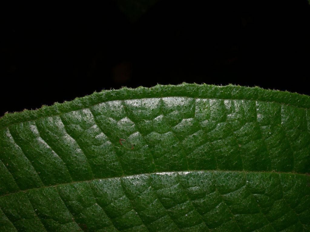 Miconia dorsiloba — houseplant care guide