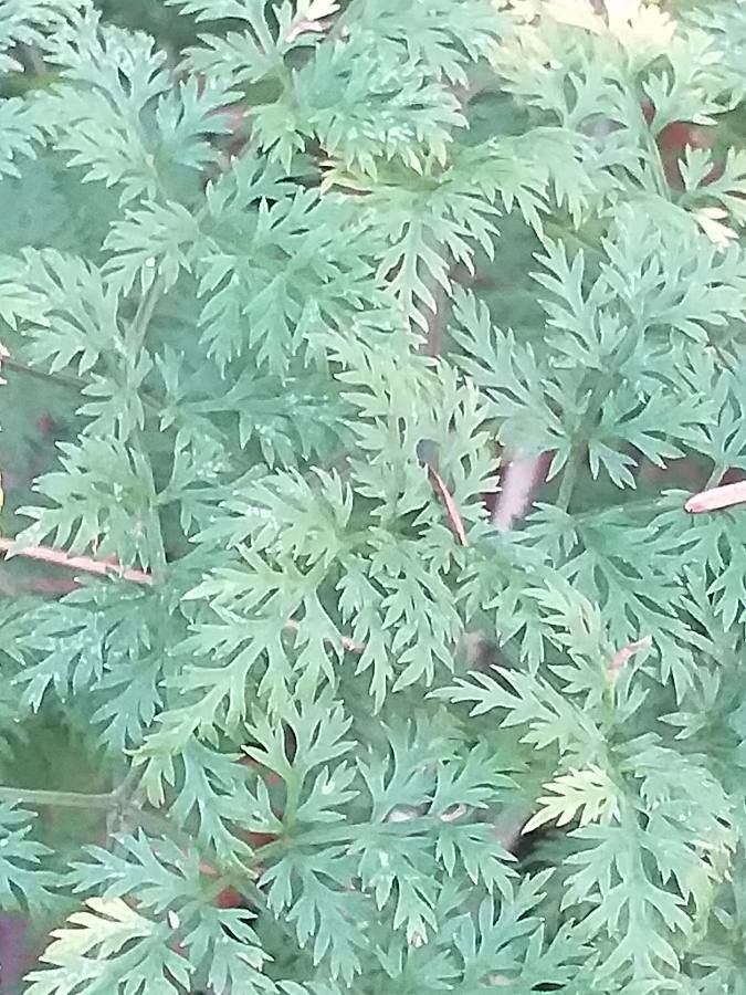 Selinum wallichianum — related species from the same genus