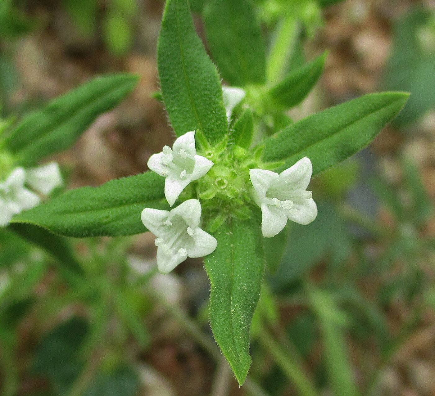 Spermacoce senensis flower