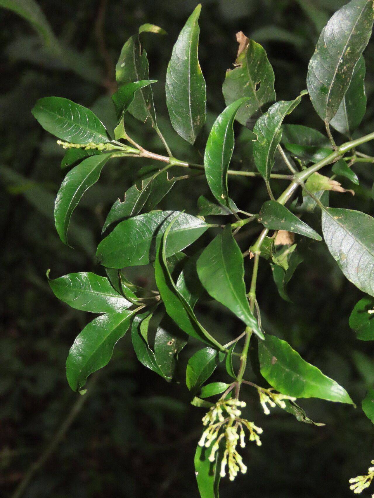 Palicourea salicifolia — houseplant care guide