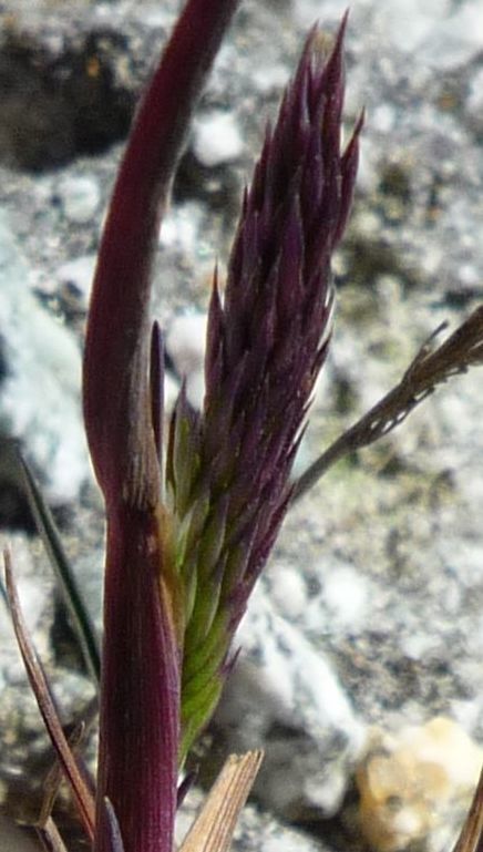 Agrostis tolucensis flower