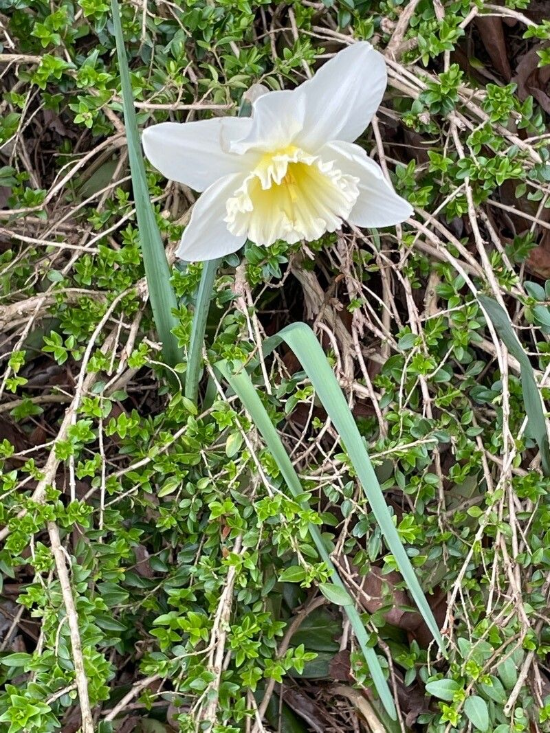 Narcissus albicans flower