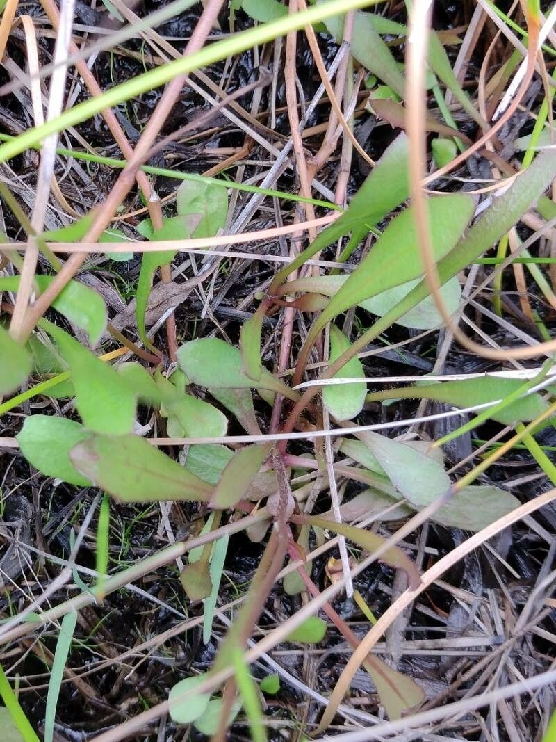 Goodenia stelligera — houseplant care guide