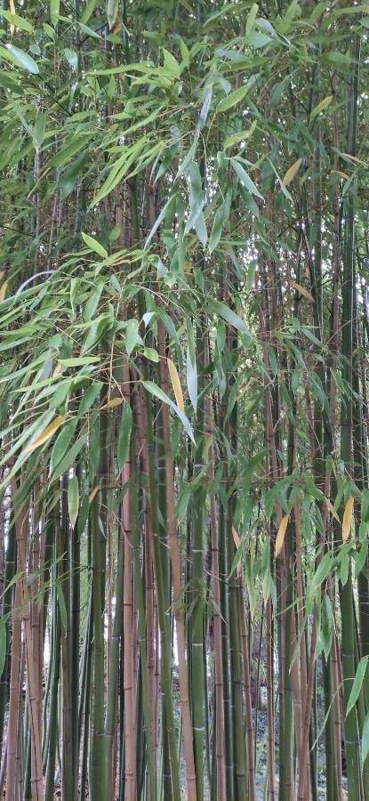Phyllostachys viridiglaucescens habit