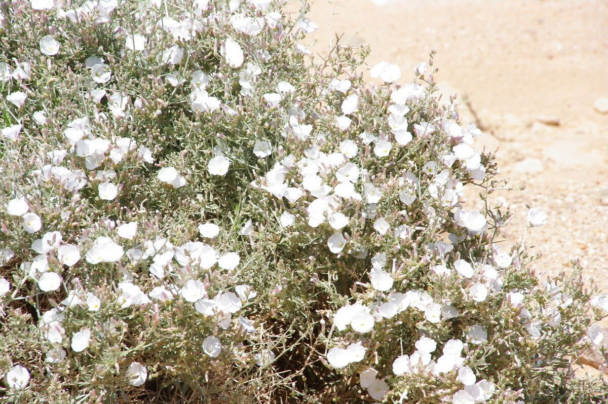Convolvulus trabutianus other