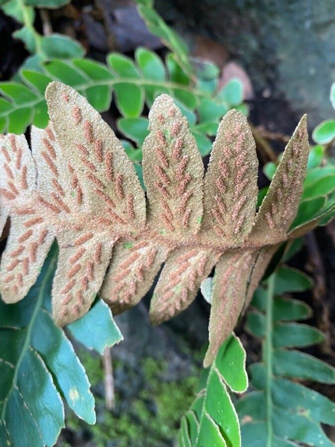 Asplenium aureum — houseplant care guide