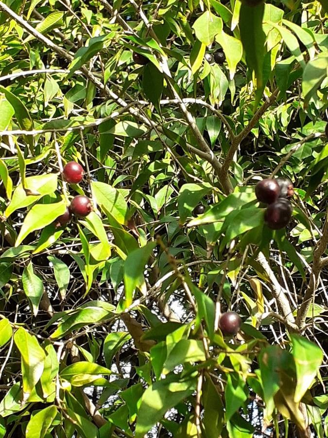 Myrciaria floribunda — related species from the same genus