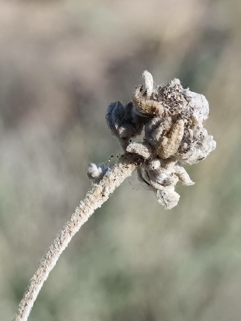 Teucrium dunense fruit
