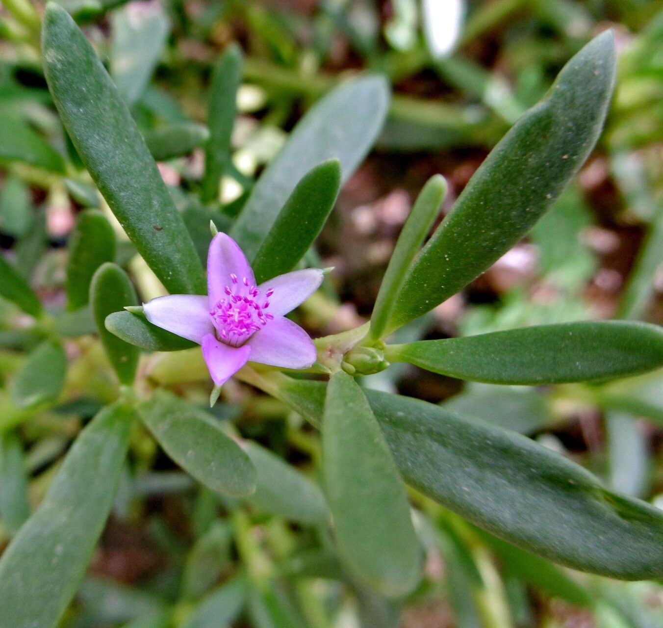 Sesuvium revolutifolium — search result for 'Sesuvium'