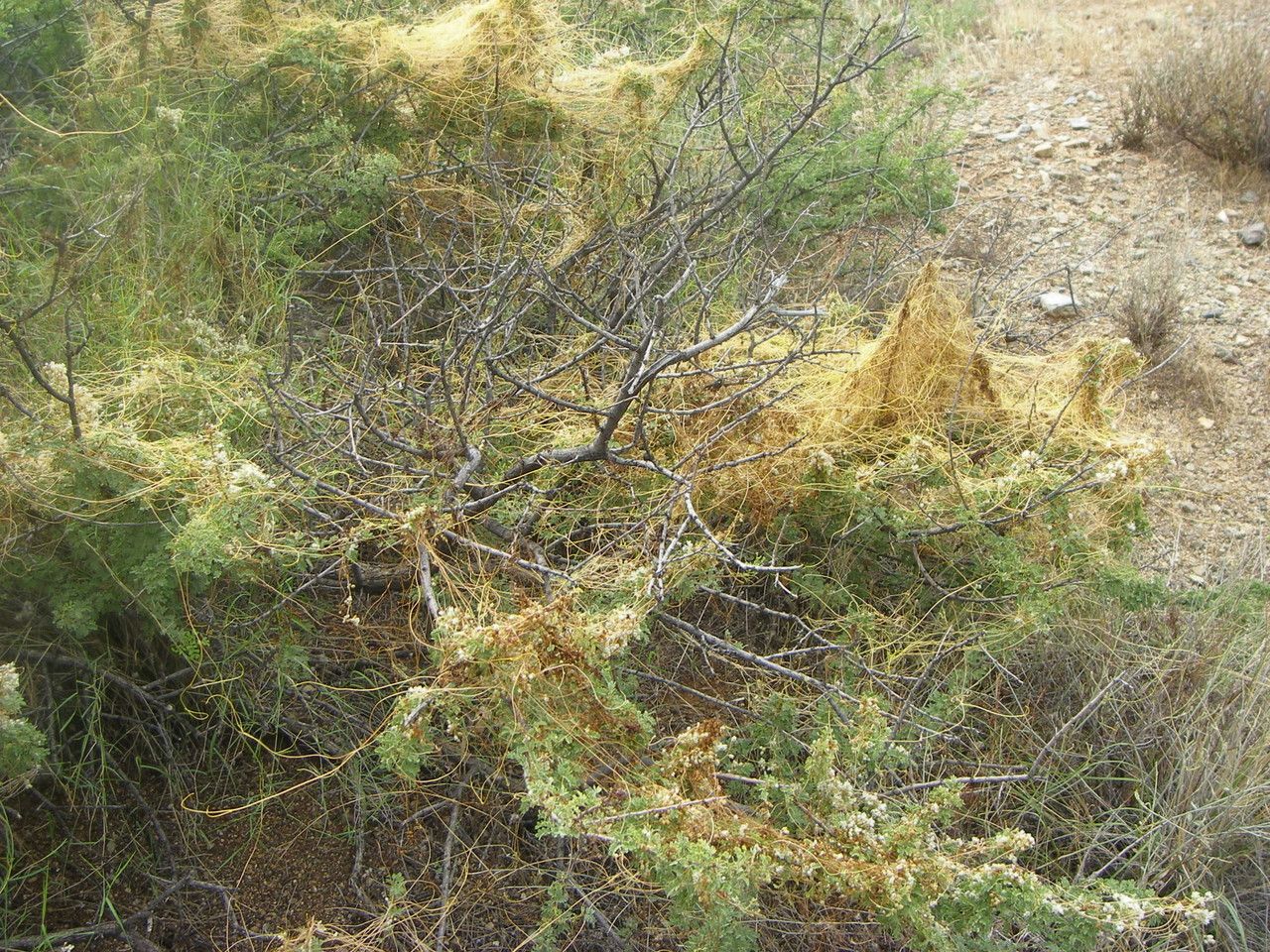 Cuscuta indecora habit