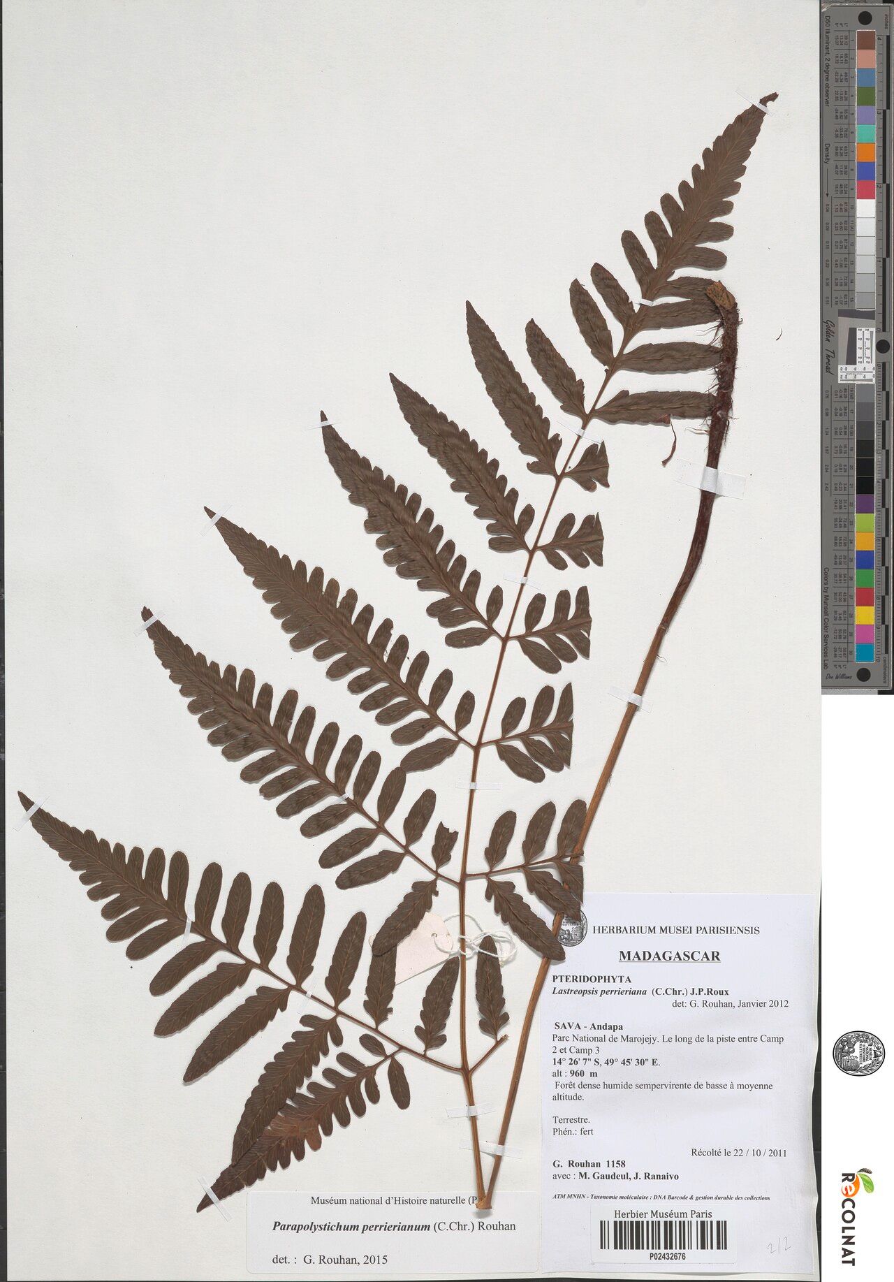Parapolystichum perrierianum — houseplant care guide