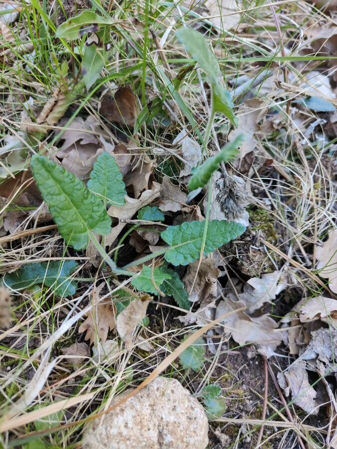 Stachys officinalis — search result for 'Stachys'