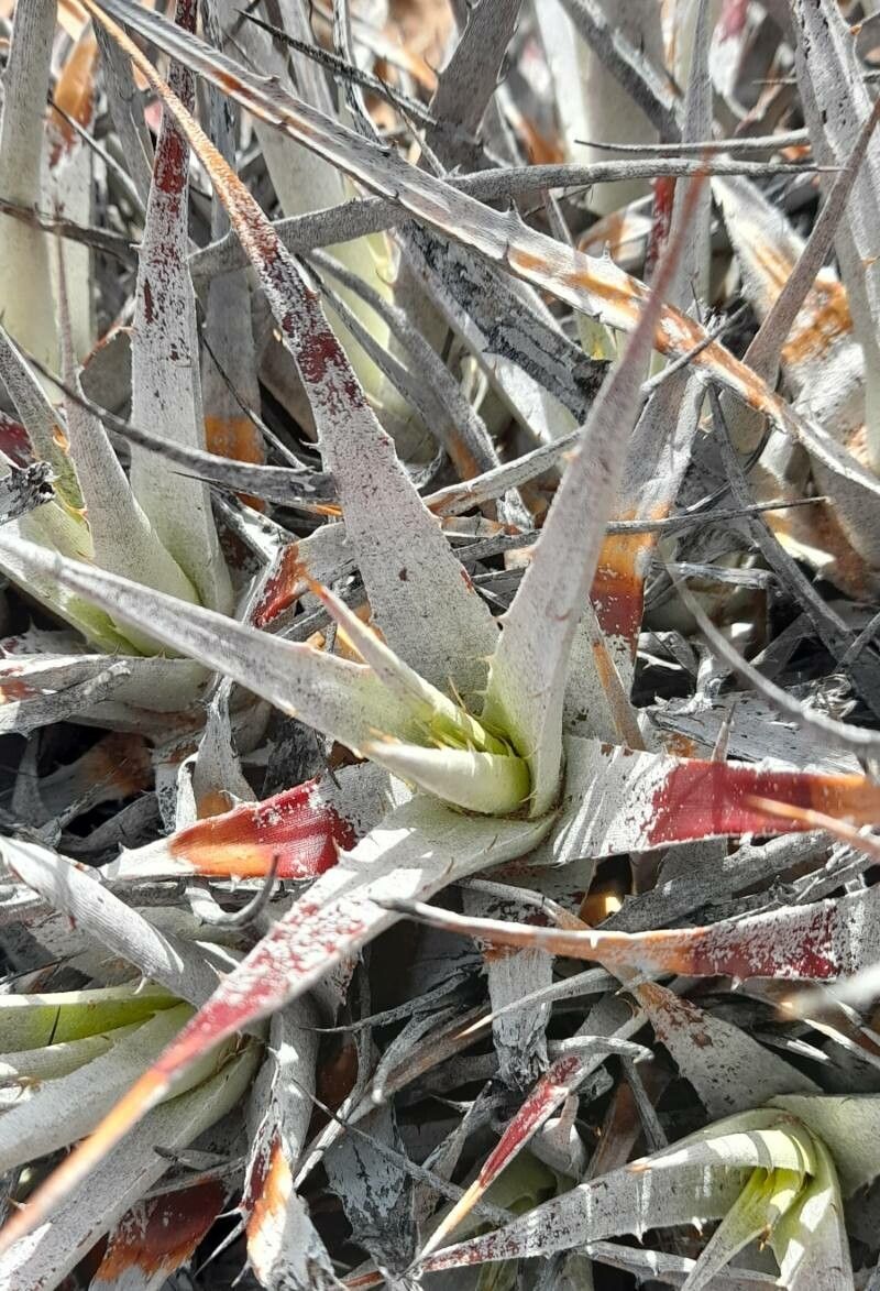 Deuterocohnia strobilifera — houseplant care guide