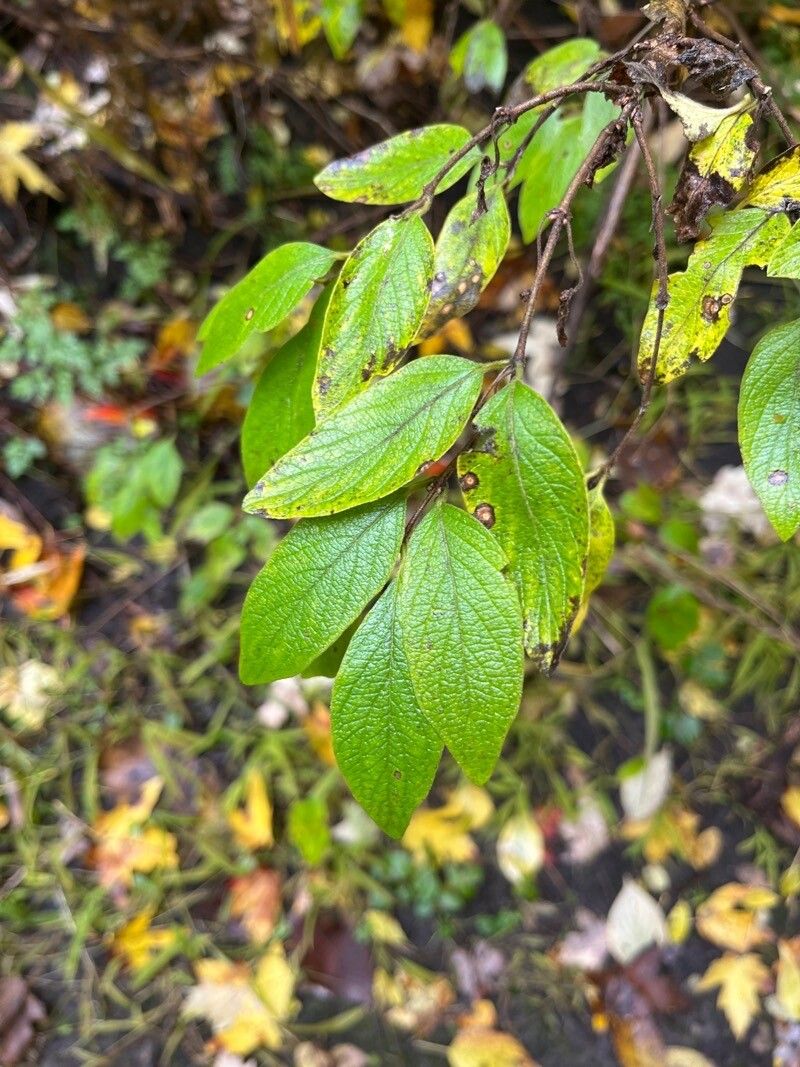 Lonicera canadensis — search result for 'Lonicera'