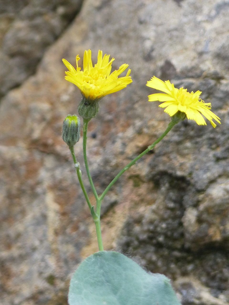 Hieracium tomentosum flower