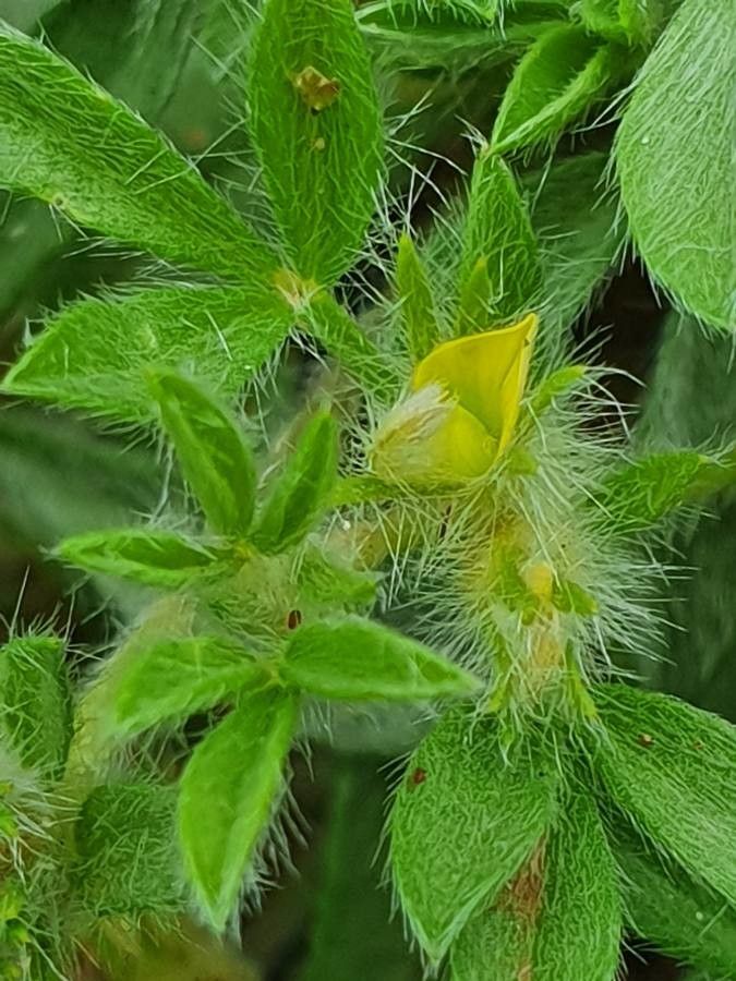 Leobordea platycarpa flower