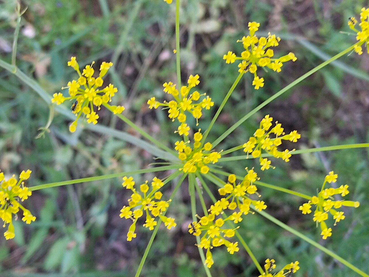 Kundmannia sicula flower