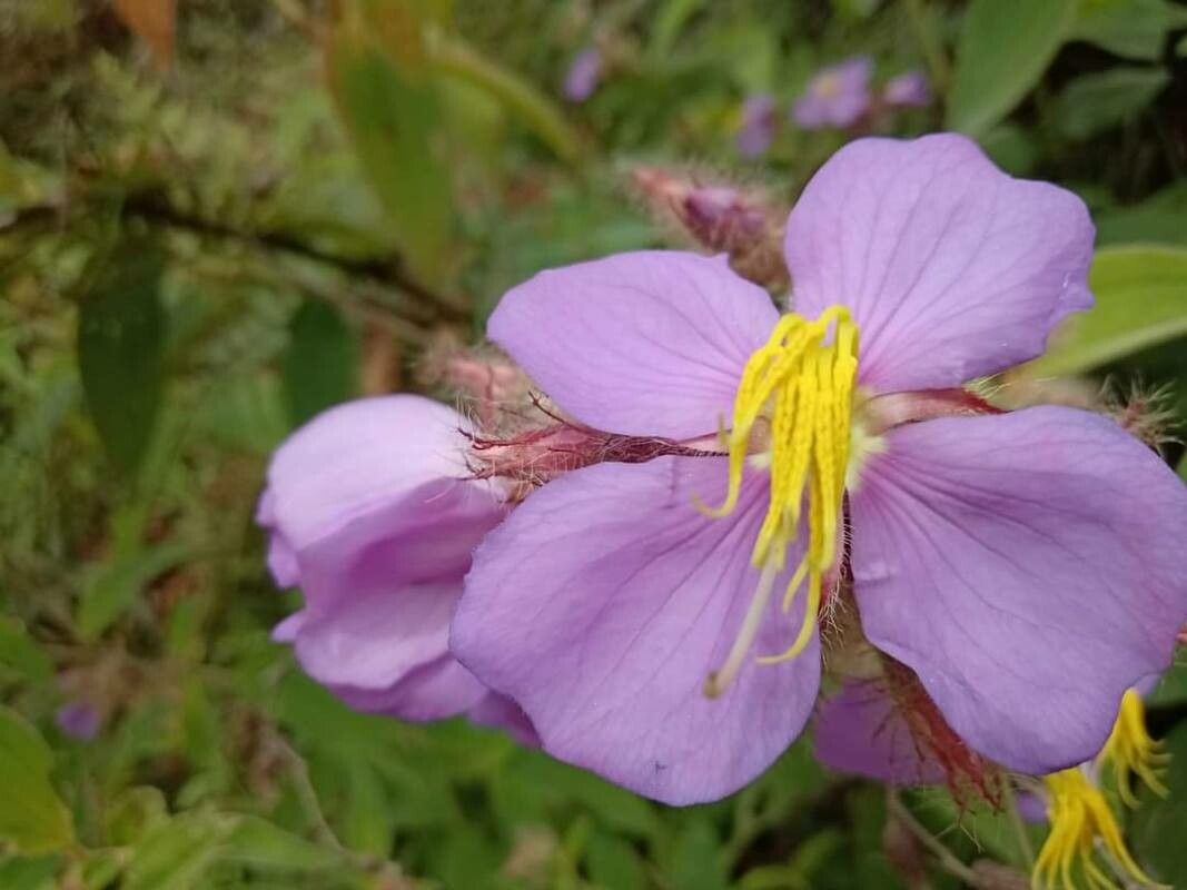 Rhexia virginica flower