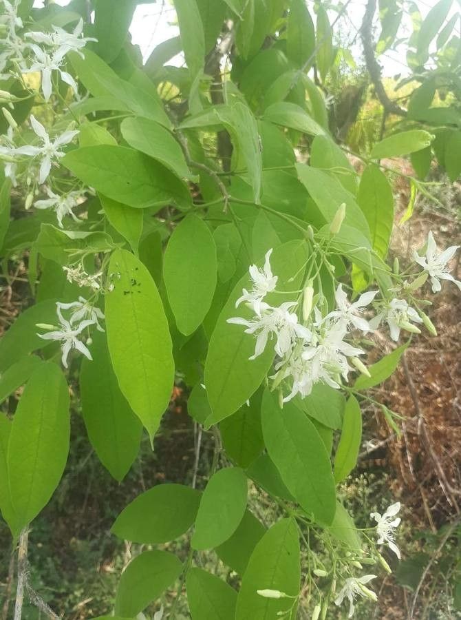 Wrightia tinctoria flower