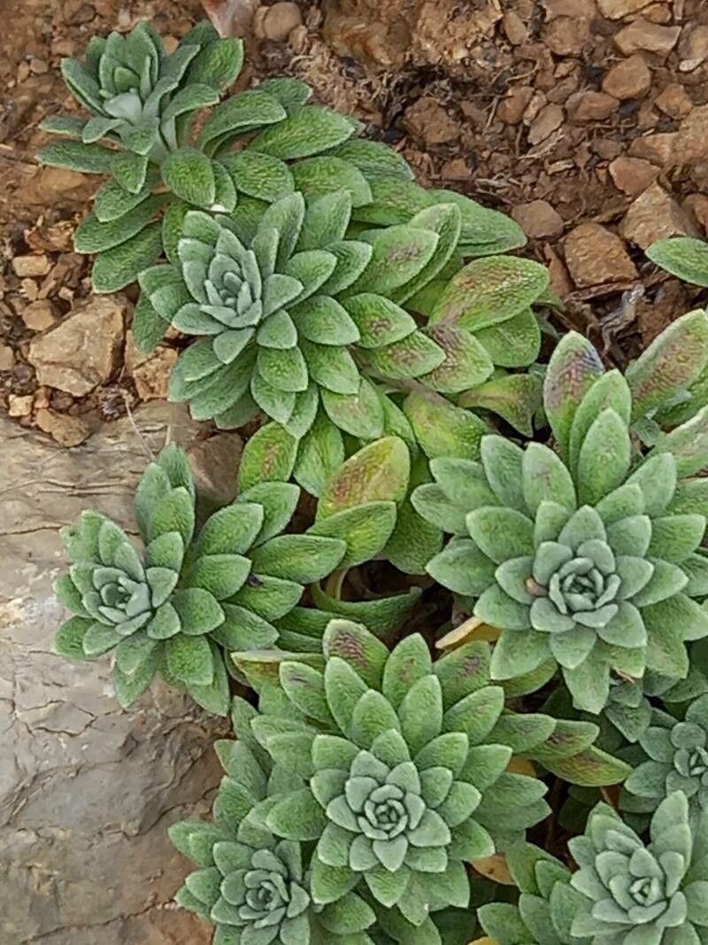 Saxifraga media — search result for 'Saxifragaceae'