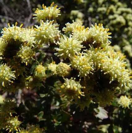 Nidorella ivifolia flower