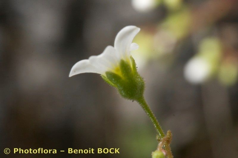 Saxifraga reuteriana — search result for 'Saxifraga'