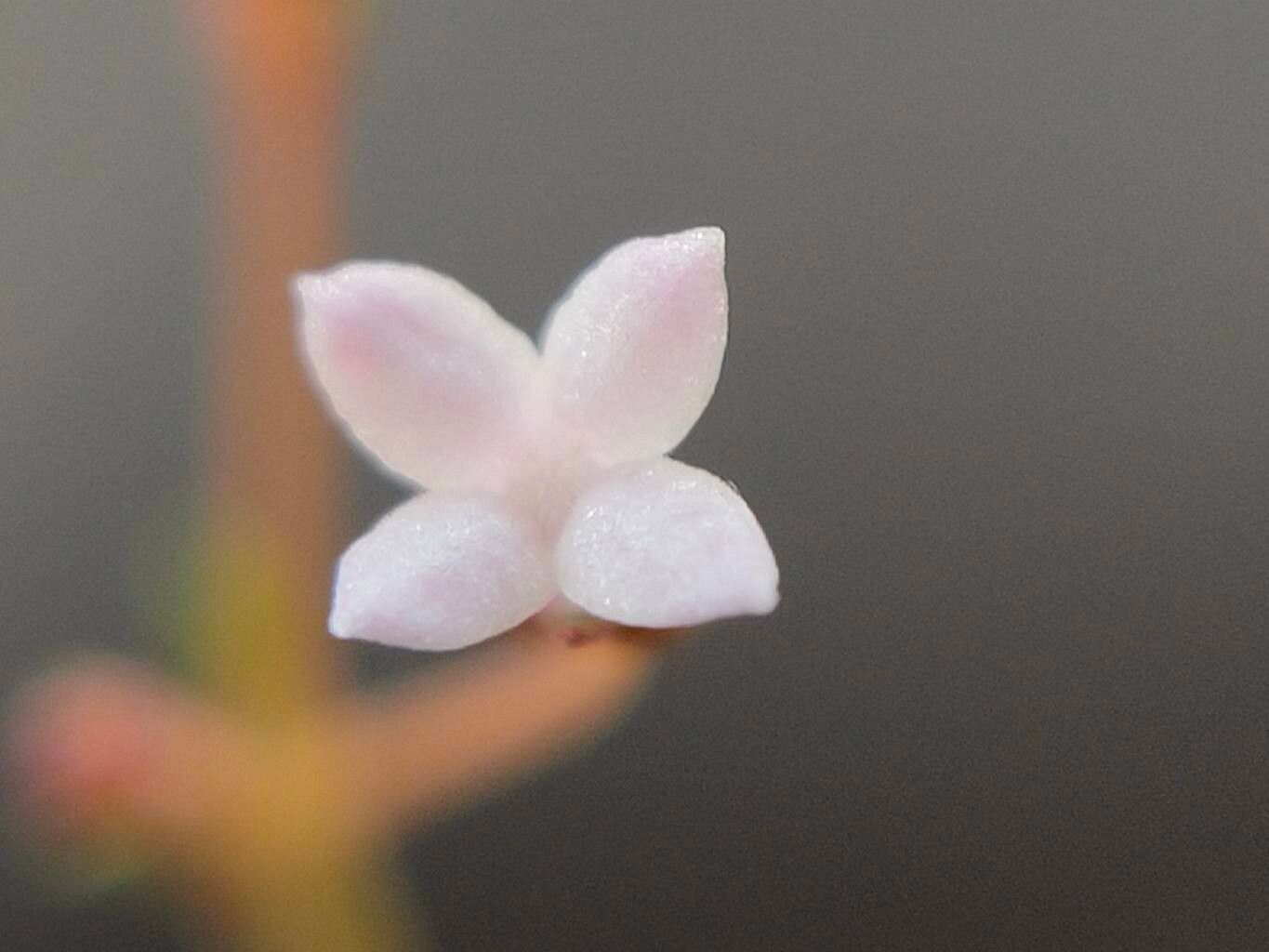 Oldenlandia herbacea — houseplant care guide