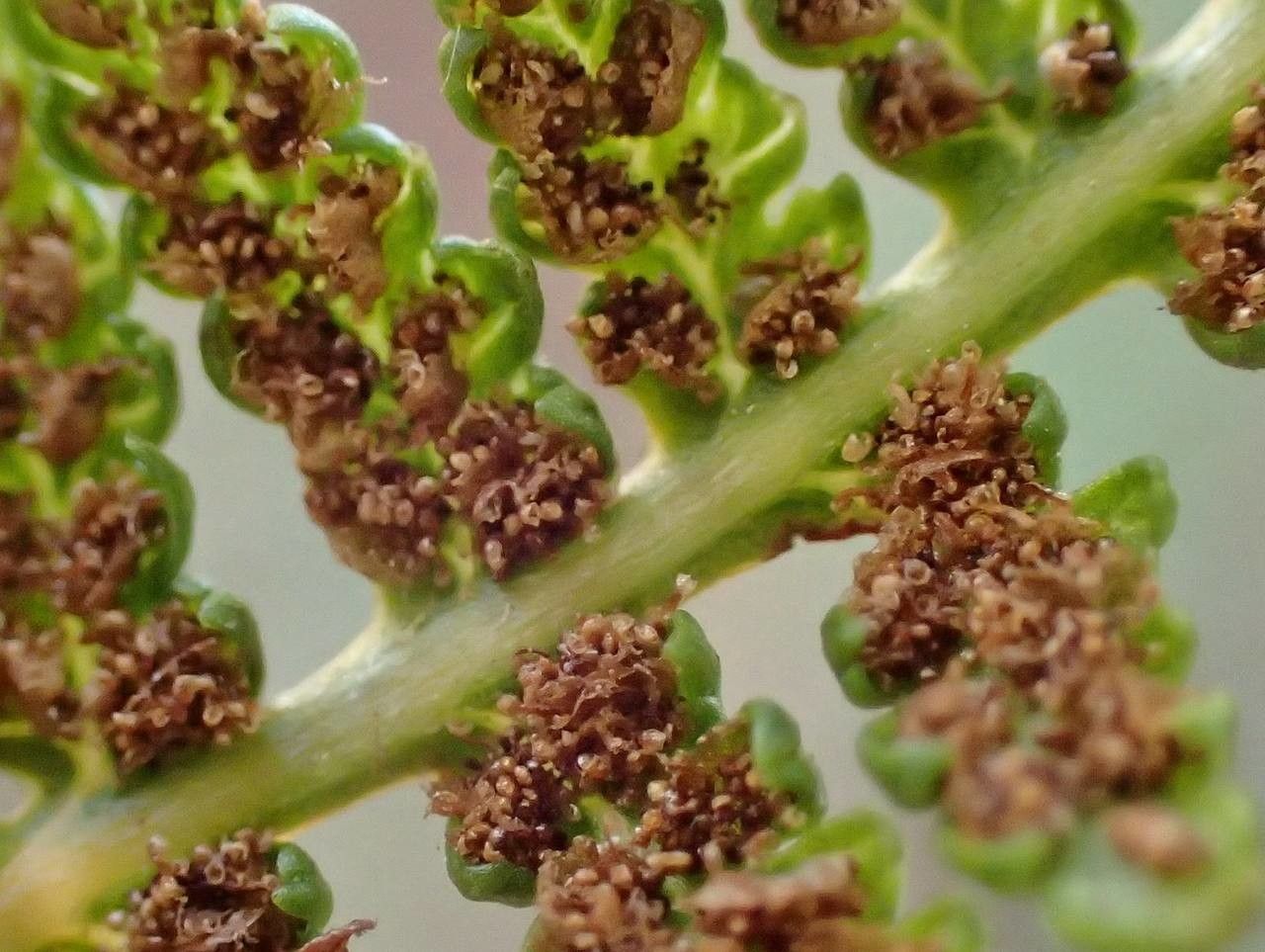 Athyrium alpestre flower