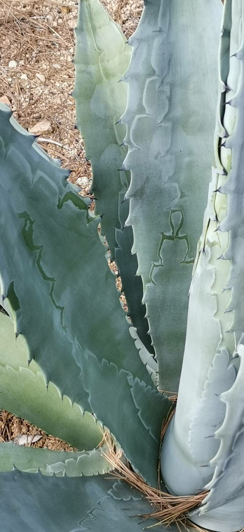 Agave polyacantha leaf