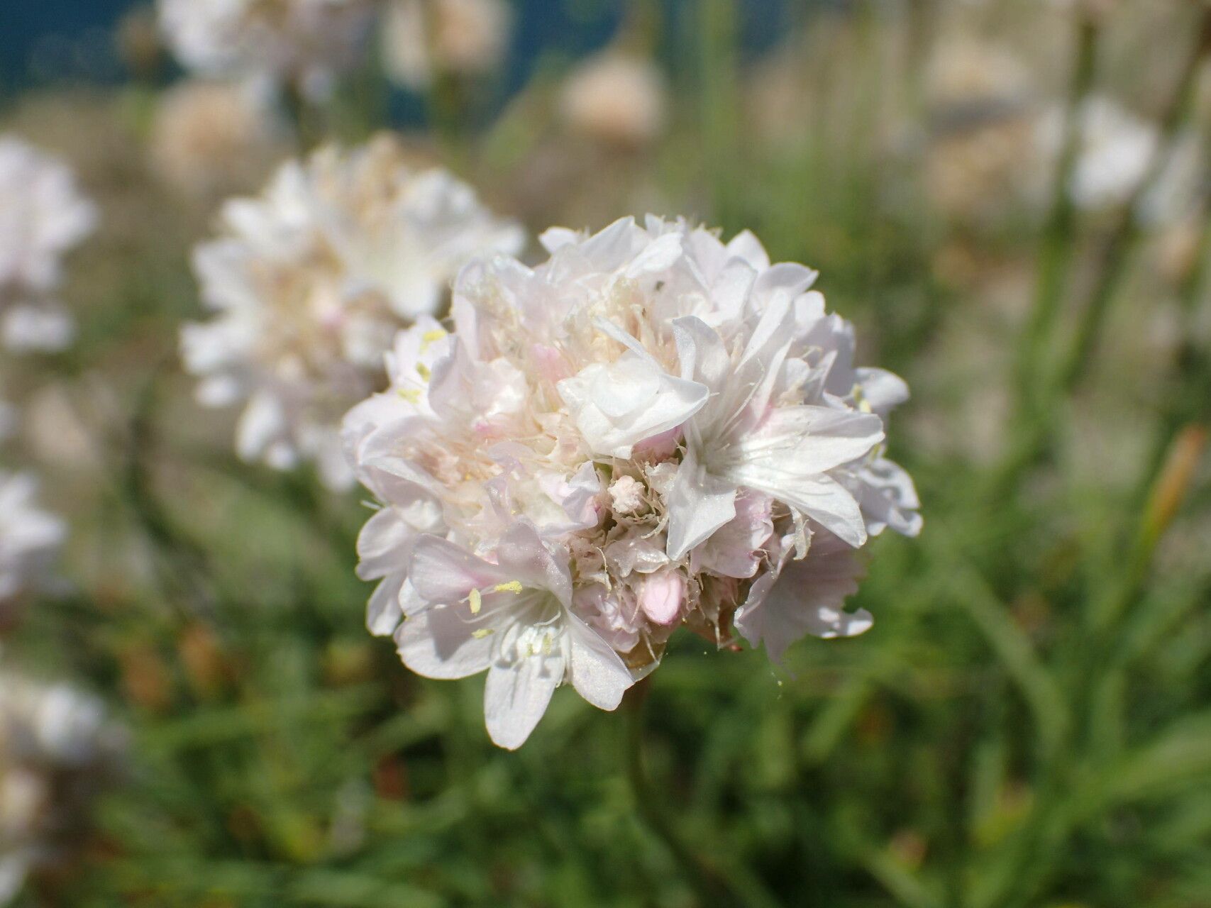 Armeria ruscinonensis flower