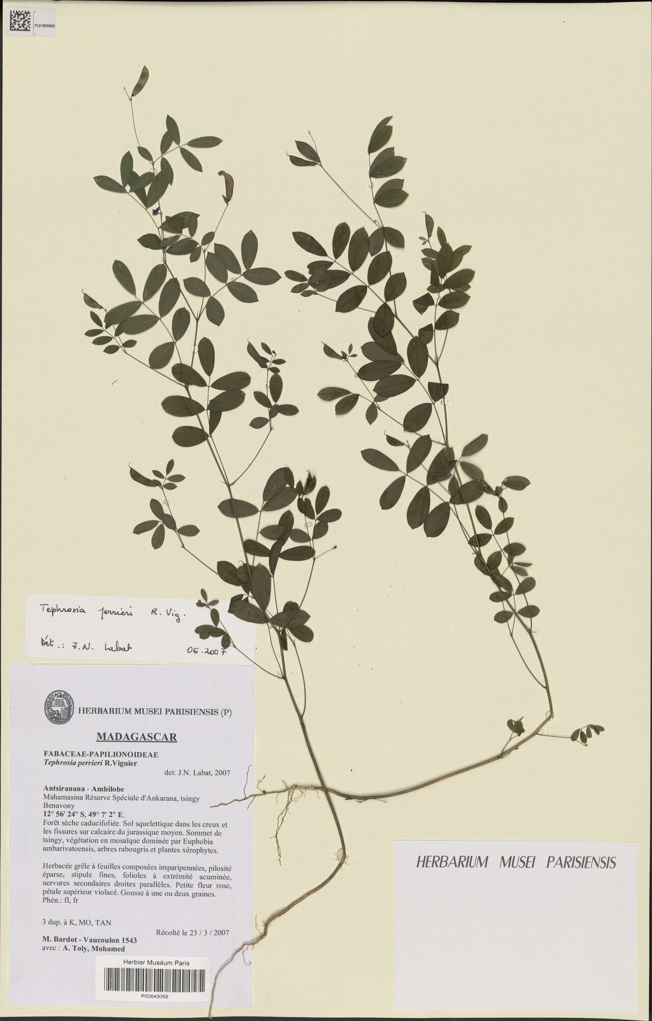 Tephrosia perrieri — search result for 'Tephrosia'