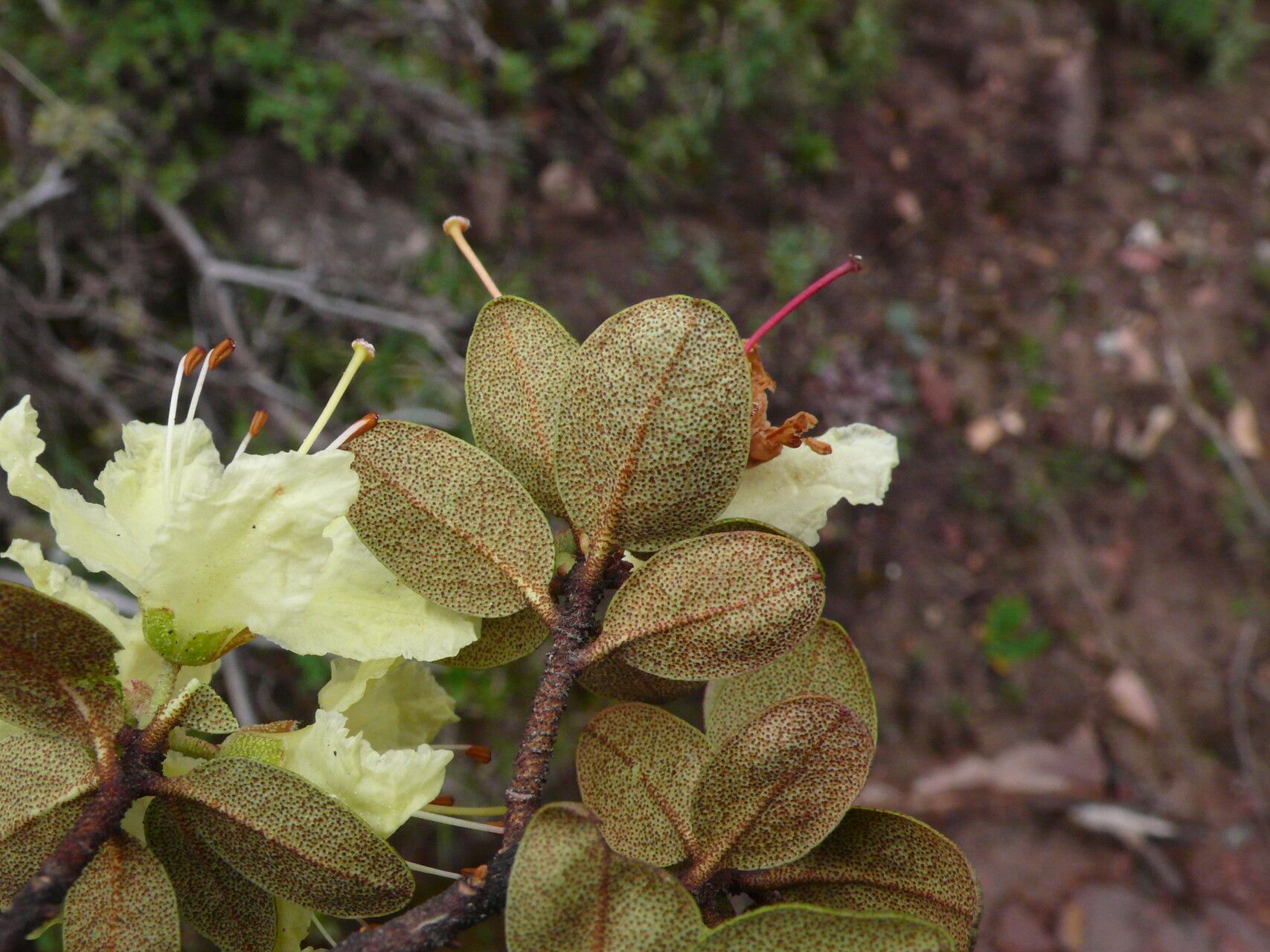 Rhododendron rupicola leaf